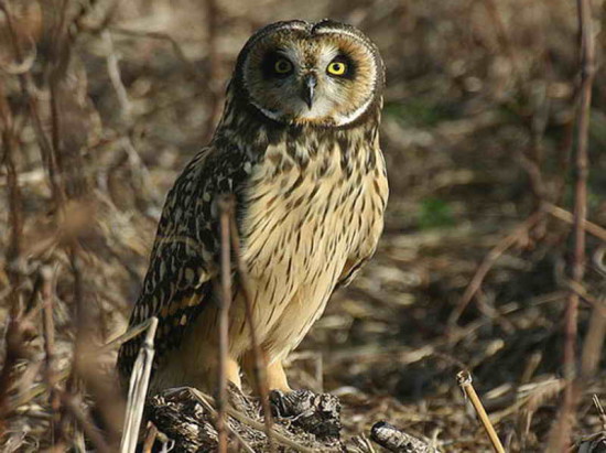 Lechuzón de campo/Short-eared Owl