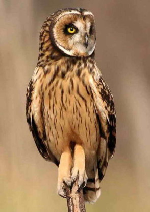 Lechuzón de campo/Short-eared Owl