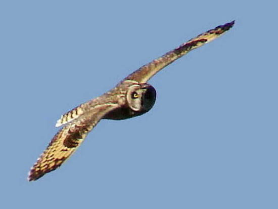 Lechuzón de campo/Short-eared Owl