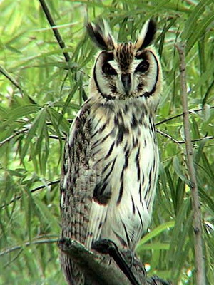 Lechuzón orejudo/Striped Owl