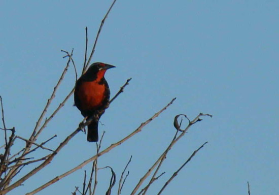 Loica común/Long-tailed Meadowlark