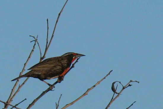 Loica común/Long-tailed Meadowlark