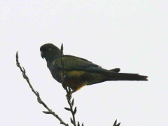 Loro barranquero/Burrowing Parakeet