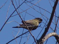 Loro barranquero/Burrowing Parakeet