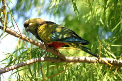Loro barranquero/Burrowing Parakeet