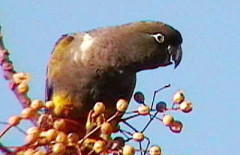 Loro barranquero/Burrowing Parakeet