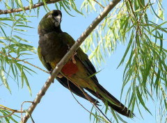 Loro barranquero/Burrowing Parakeet