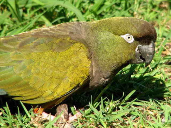 Loro barranquero/Burrowing Parakeet