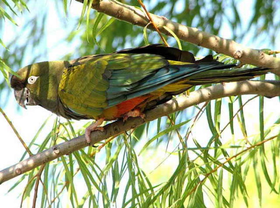 Loro barranquero/Burrowing Parakeet