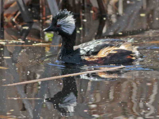 Macá común/White-tufted Grebe