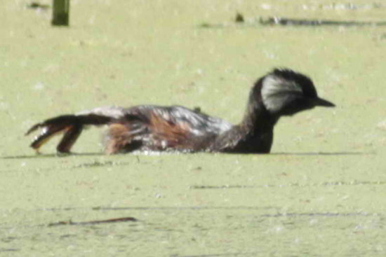 Macá común/White-tufted Grebe