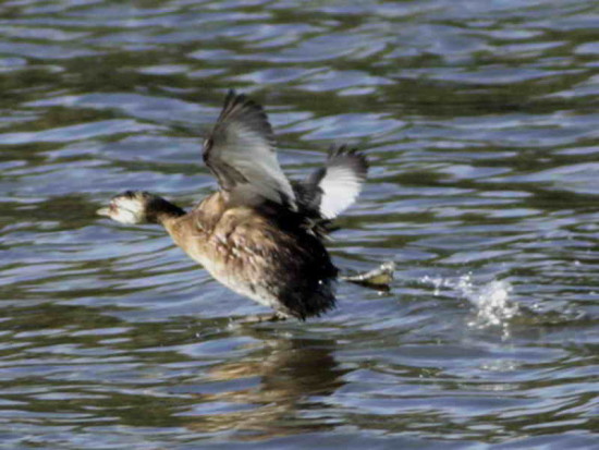 Macá común/White-tufted Grebe