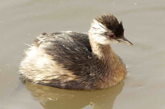 Macá común/White-tufted Grebe