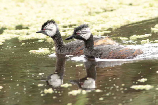 Macá común/White-tufted Grebe