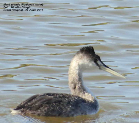 Macá grande/Great Grebe