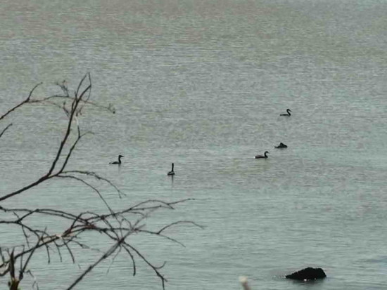 Macá grande/Great Grebe