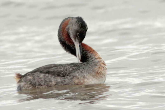 Macá grande/Great Grebe