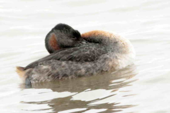 Macá grande/Great Grebe