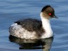 Macá plateado/Silvery Grebe