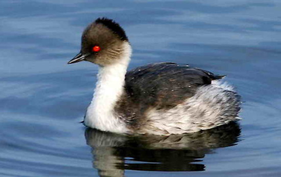 Macá plateado/Silvery Grebe