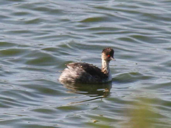 Macá plateado/Silvery Grebe