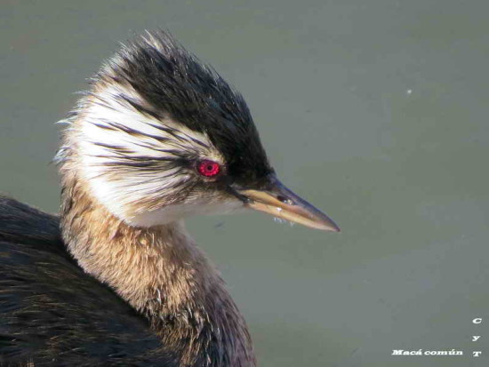 Macá común/White-tufted Grebe