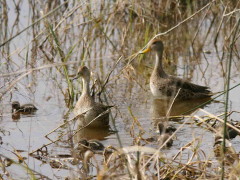 Pato maicero/Yellow-billed Pintail