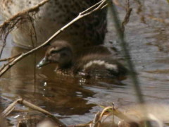 Pato maicero/Yellow-billed Pintail