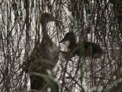 Pato maicero/Yellow-billed Pintail