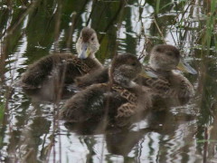 Pato maicero/Yellow-billed Pintail