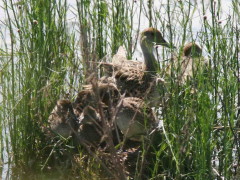 Pato maicero/Yellow-billed Pintail