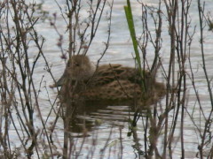 Pato maicero/Yellow-billed Pintail