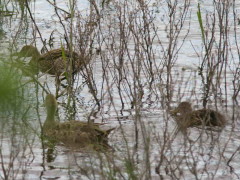 Pato maicero/Yellow-billed Pintail