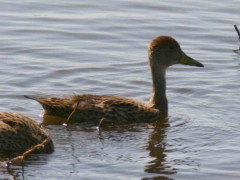 Pato maicero/Yellow-billed Pintail