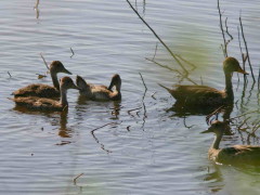 Pato maicero/Yellow-billed Pintail