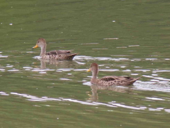 Pato maicero/Yellow-billed Pintail