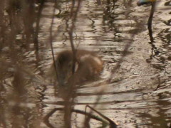 Pato maicero/Yellow-billed Pintail