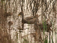 Pato maicero/Yellow-billed Pintail