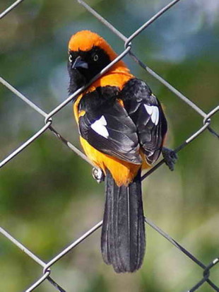 Matico/Orange-backed Troupial