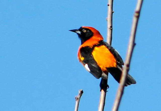 Matico/Orange-backed Troupial