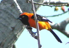 Matico/Orange-backed Troupial