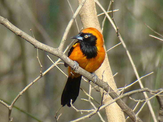 Matico/Orange-backed Troupial