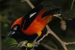 Matico/Orange-backed Troupial