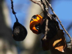 Matico/Orange-backed Troupial