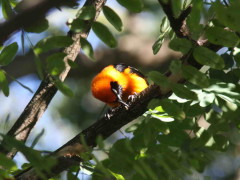 Matico/Orange-backed Troupial