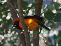 Matico/Orange-backed Troupial