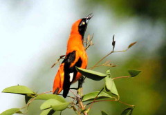 Matico/Orange-backed Troupial