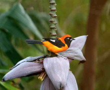 Matico/Orange-backed Troupial