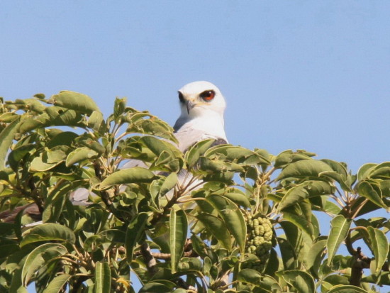 Milano blanco/White-tailed Kite