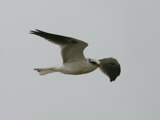 Milano blanco/White-tailed Kite